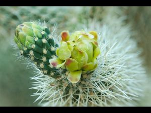 Cactus Flowers-08